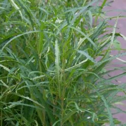 Rhamnus Frangula 'Fine Line'