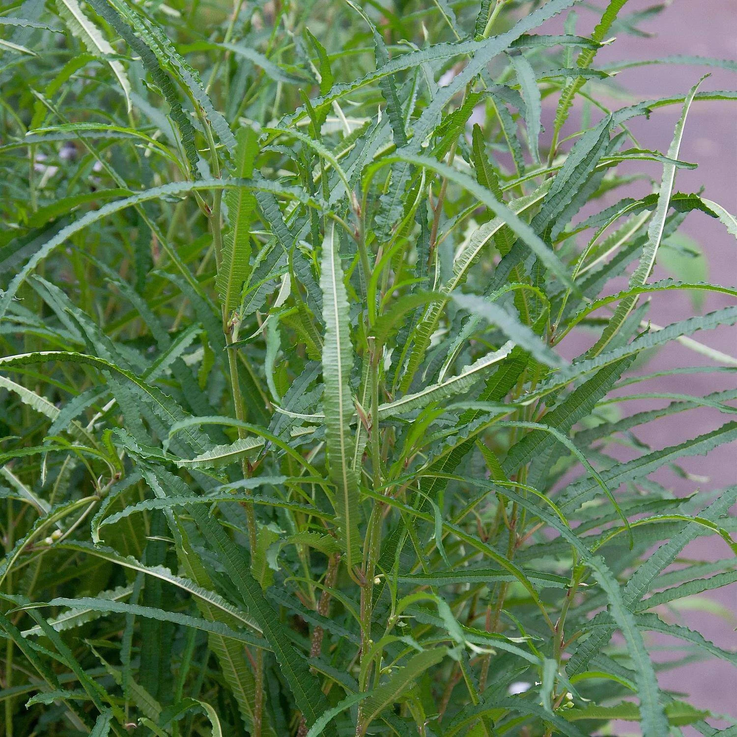 Rhamnus Frangula 'Fine Line' 1 Rhamnus Frangula 'Fine Line'