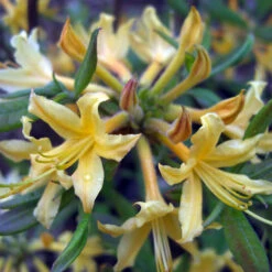 Rhododendron Austrinum