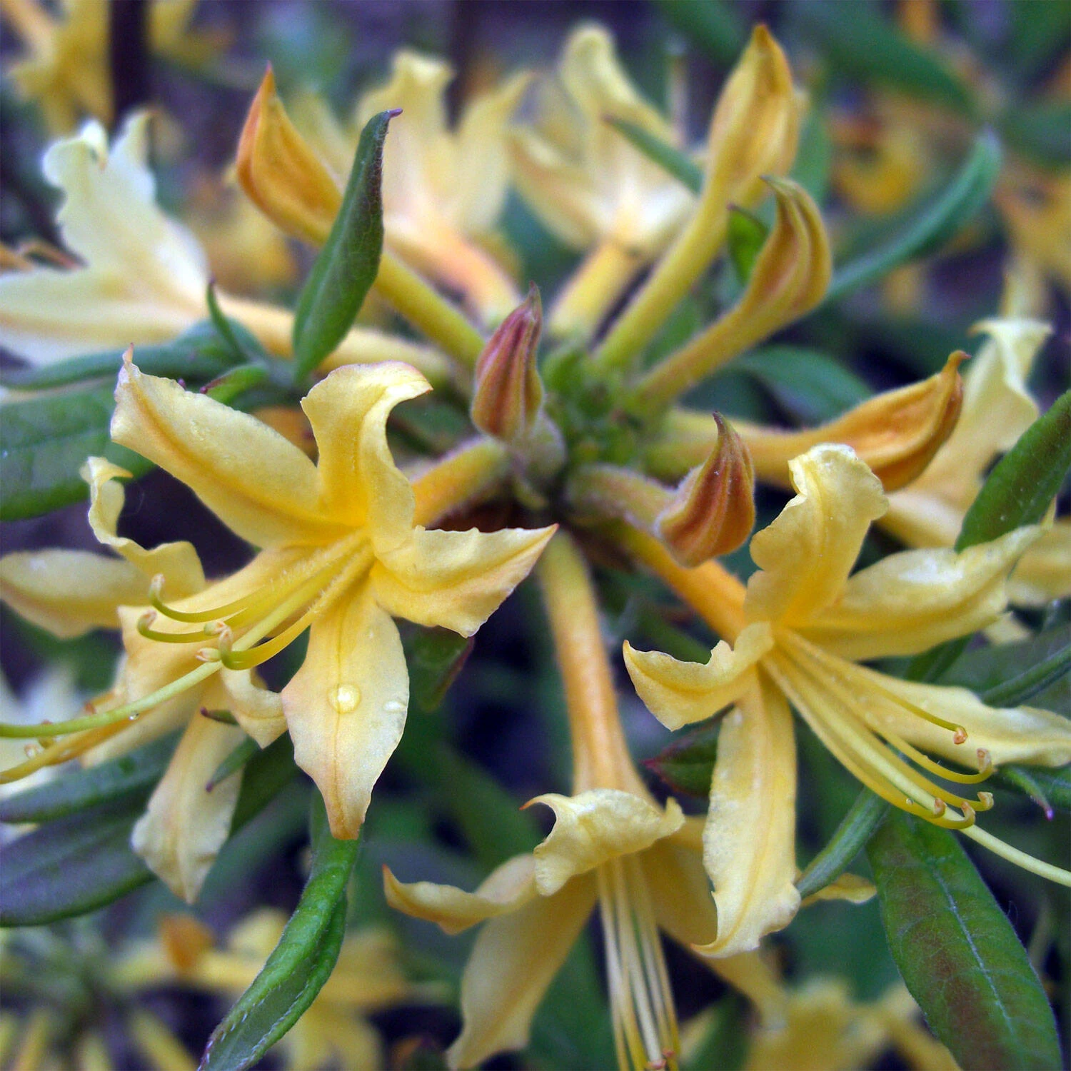 Rhododendron Austrinum 1 Rhododendron Austrinum