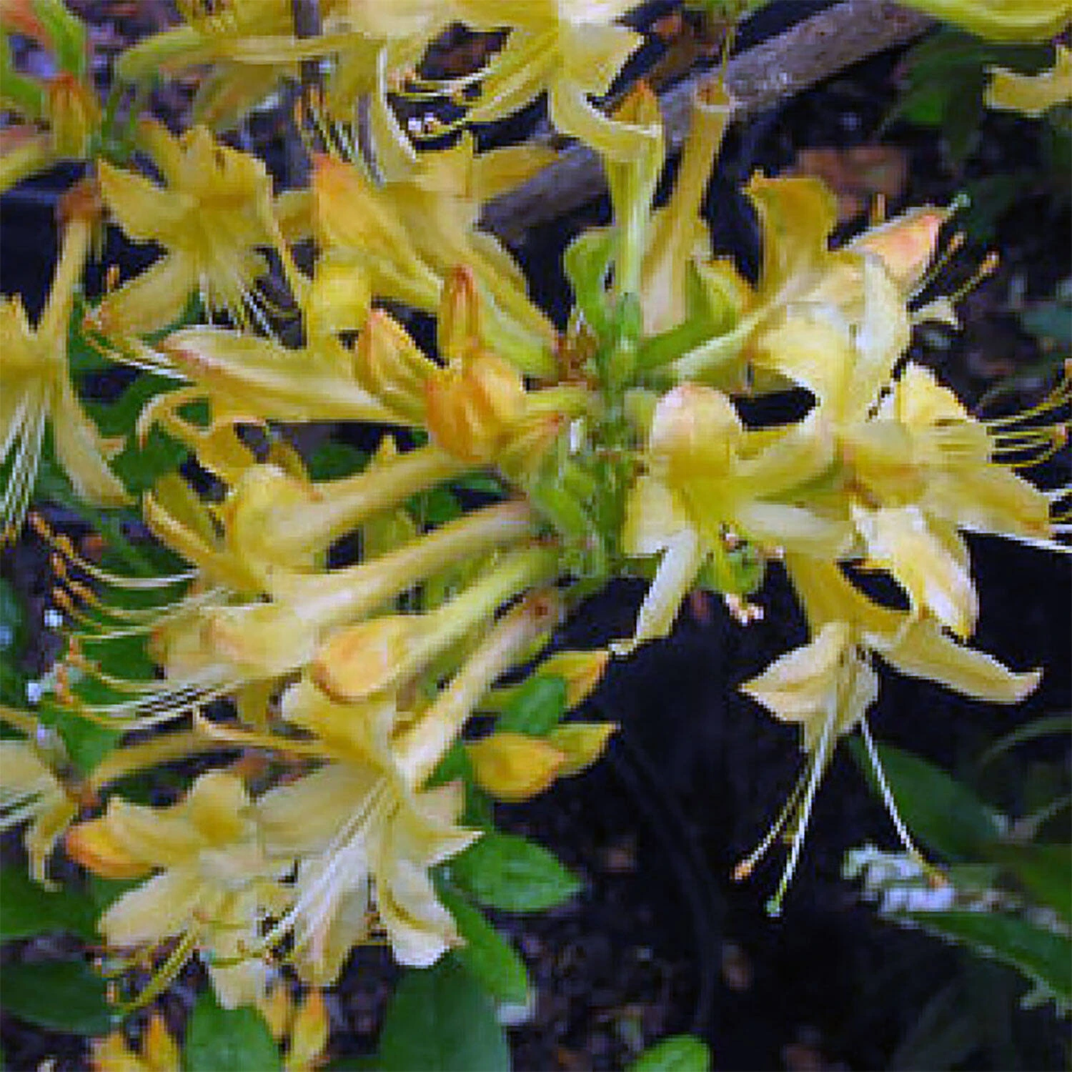 Rhododendron Beasley 'My Mary' 1 Rhododendron Beasley 'My Mary'