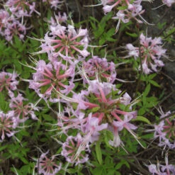 Rhododendron Beasley 'Paxton's Blue'