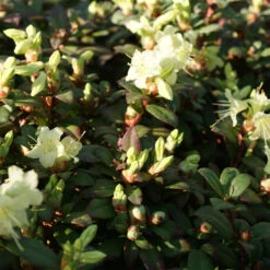 Rhododendron Hanceanum 'Princess Anne'