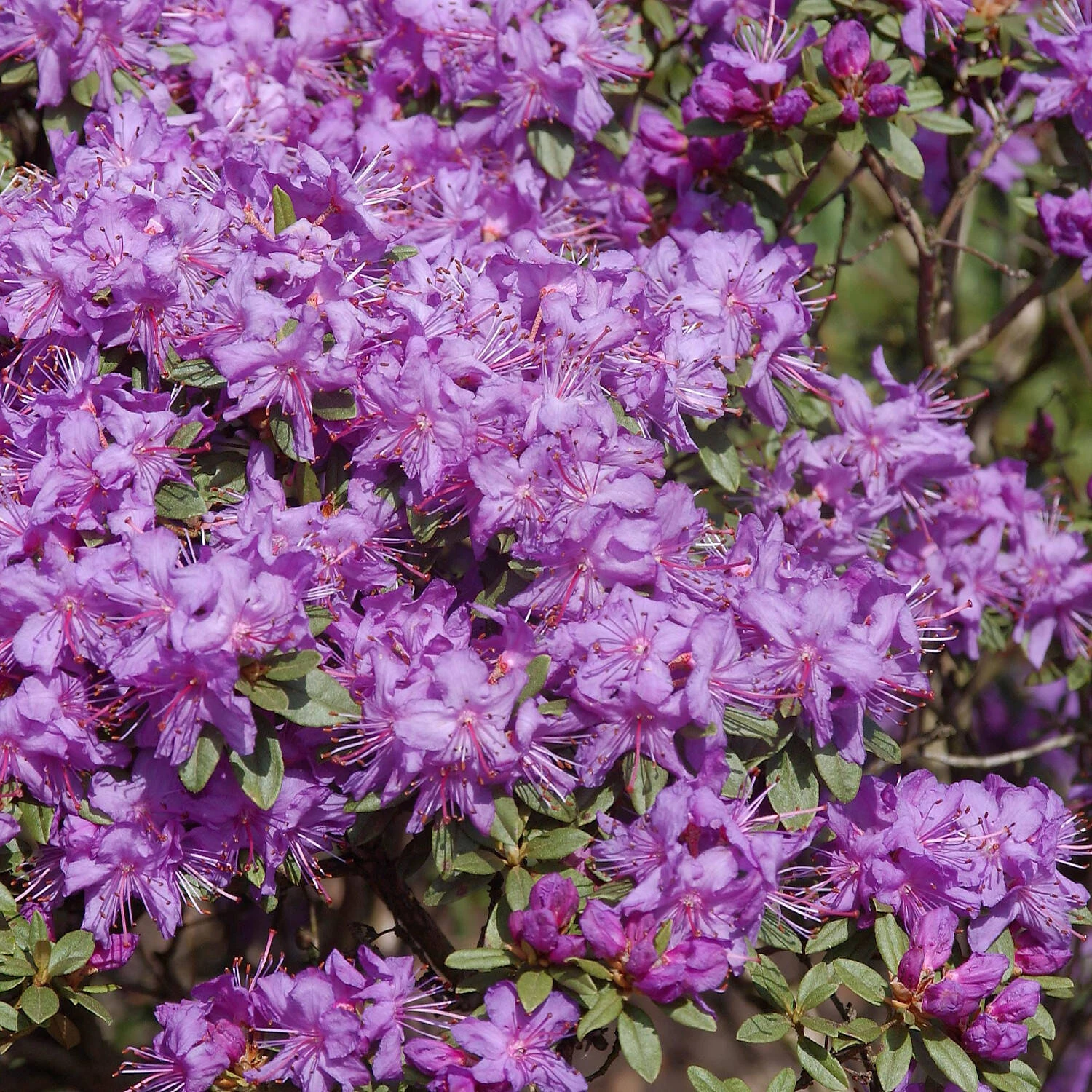 Rhododendron Hippophaeoides 'Blue Silver' 1 Rhododendron Hippophaeoides 'Blue Silver'