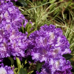 Rhododendron Hybride 'Alfred'