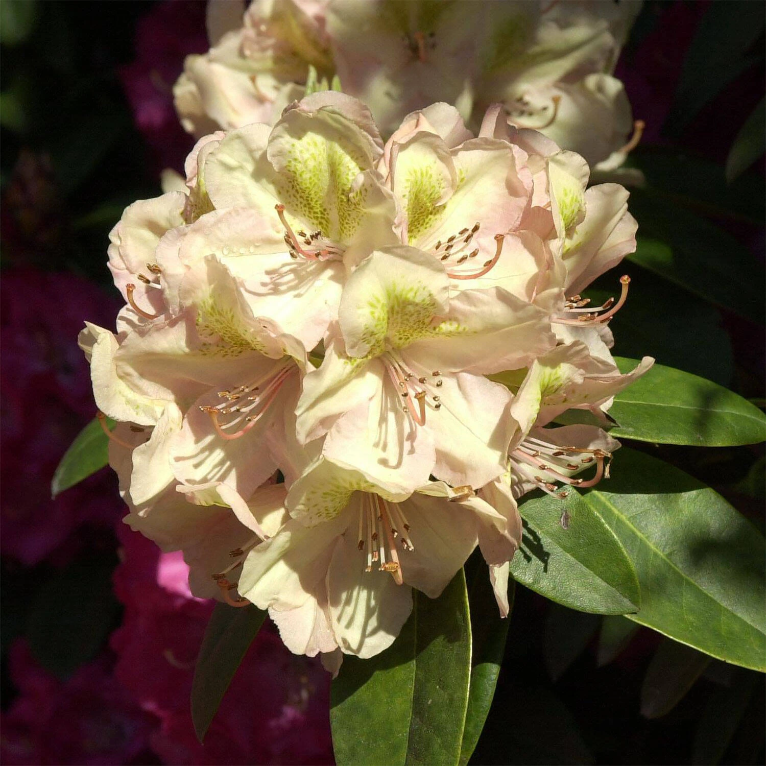 Rhododendron Hybride 'Belkanto' 1 Rhododendron Hybride 'Belkanto'