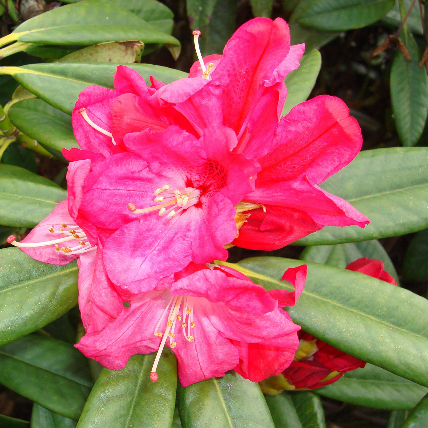 Rhododendron Hybride 'Berliner Liebe' 1 Rhododendron Hybride 'Berliner Liebe'