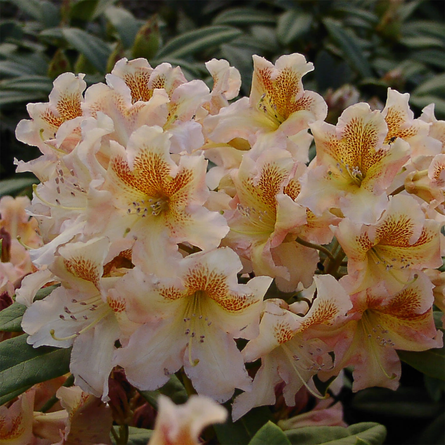 Rhododendron Hybride 'Bernstein' 1 Rhododendron Hybride 'Bernstein'