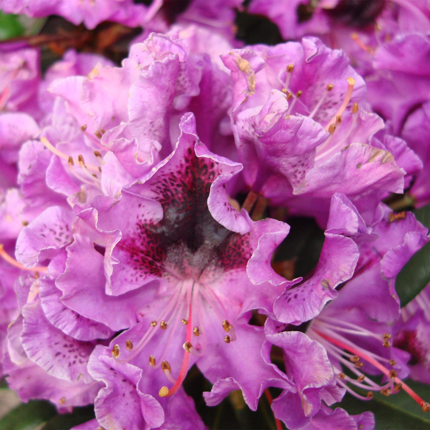 Rhododendron Hybride 'Blaue Jungs' 1 Rhododendron Hybride 'Blaue Jungs'