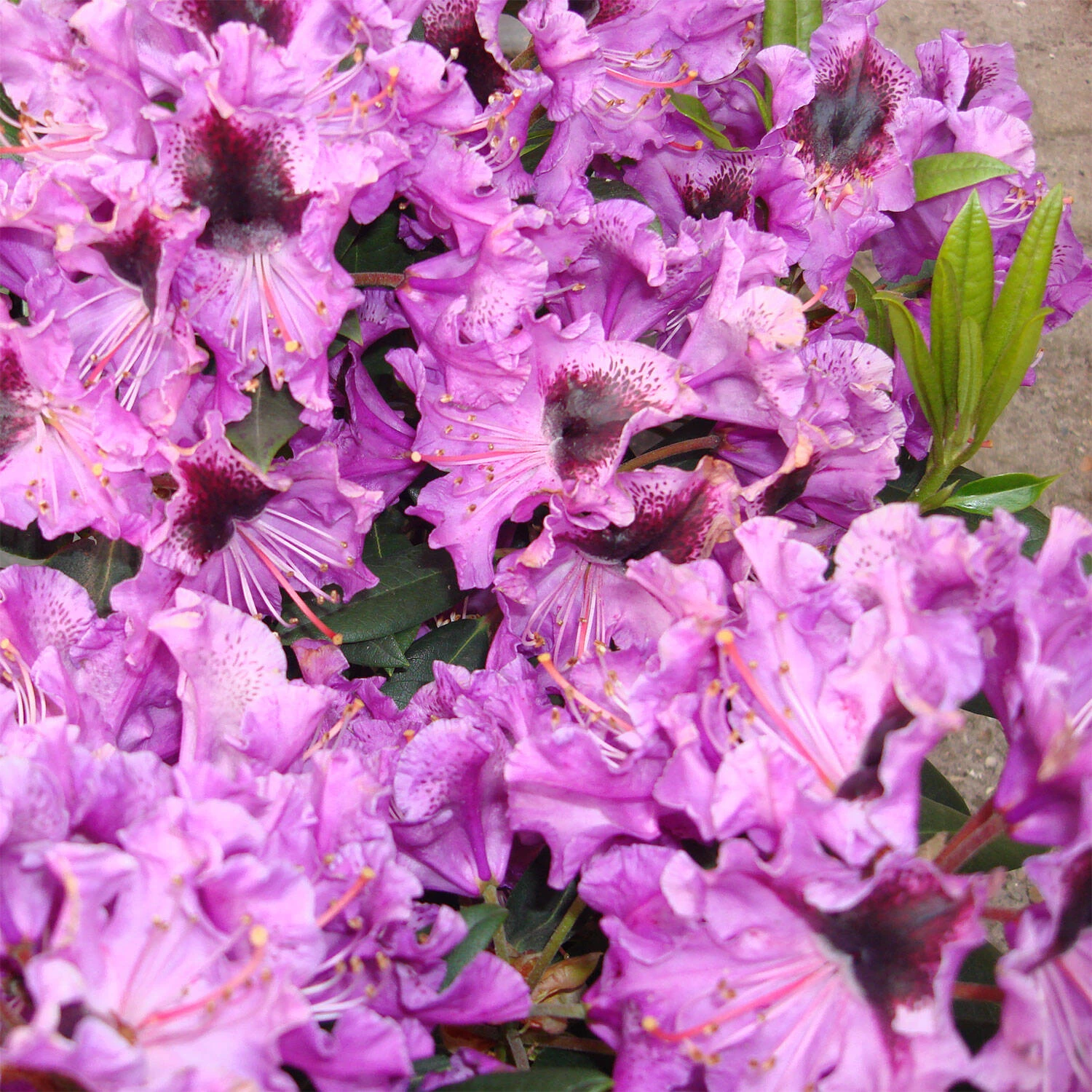 Rhododendron Hybride 'Blaue Jungs' 2 Rhododendron Hybride 'Blaue Jungs' – Bild 2