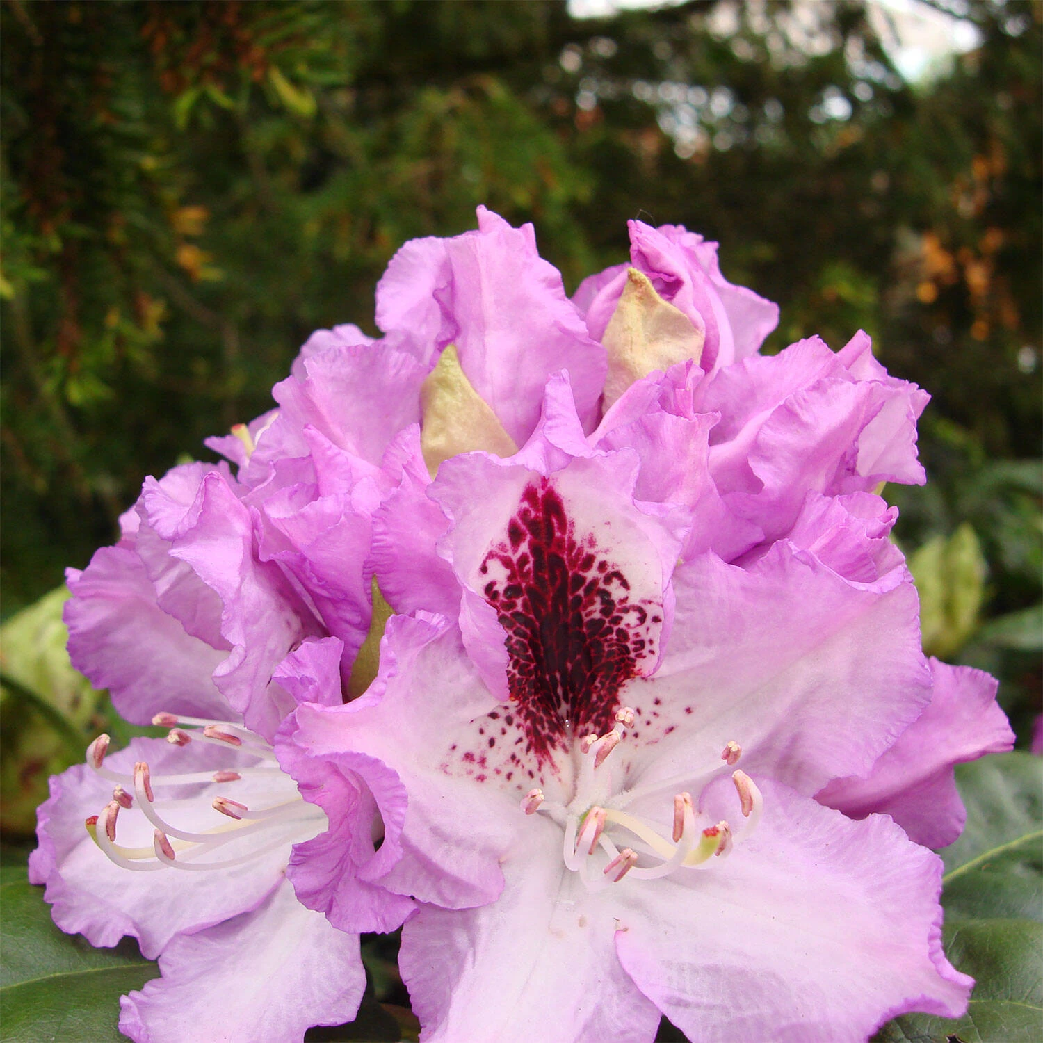Rhododendron Hybride 'Blue Peter' 2 Rhododendron Hybride 'Blue Peter' – Bild 2