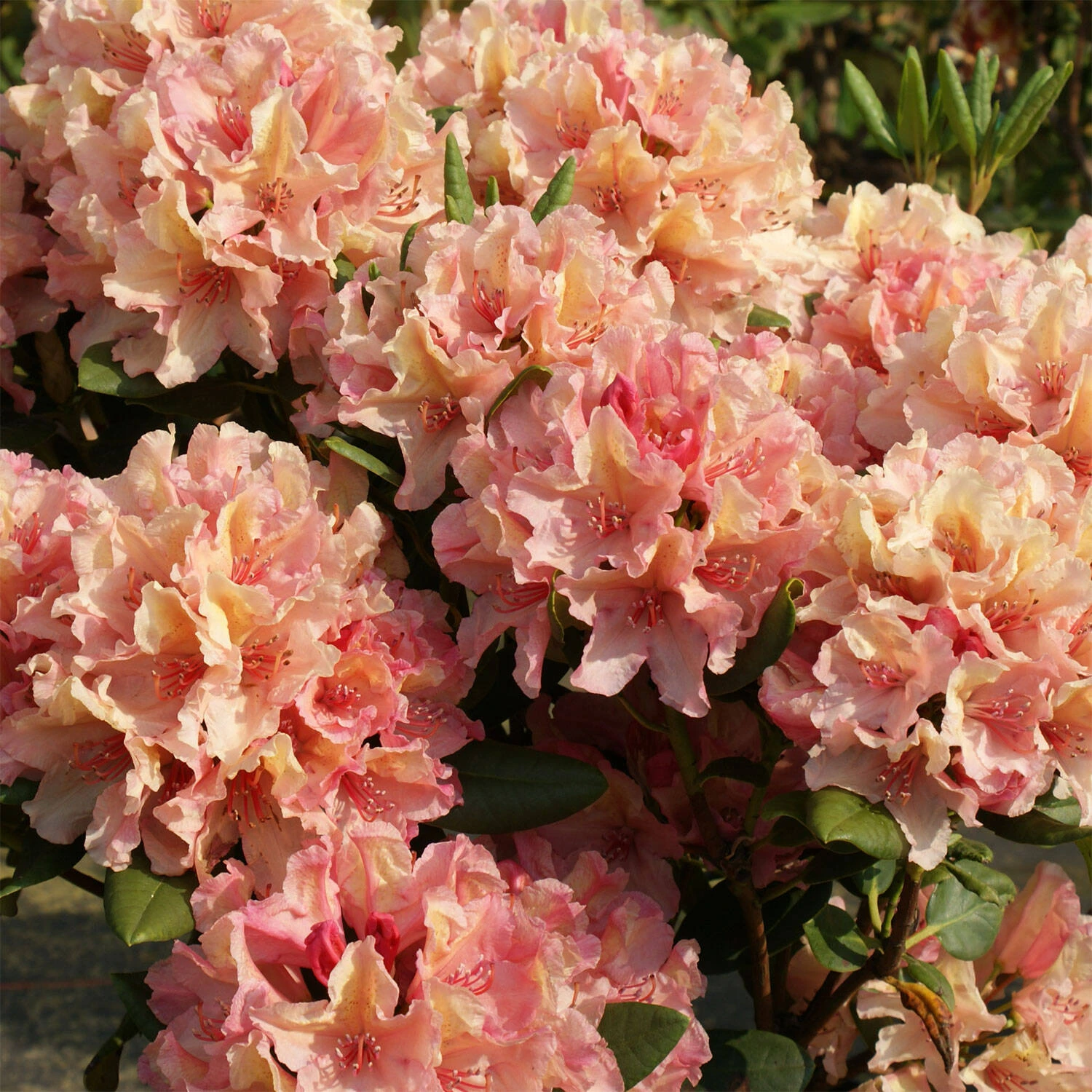 Rhododendron Hybride 'Brasilia' 1 Rhododendron Hybride 'Brasilia'