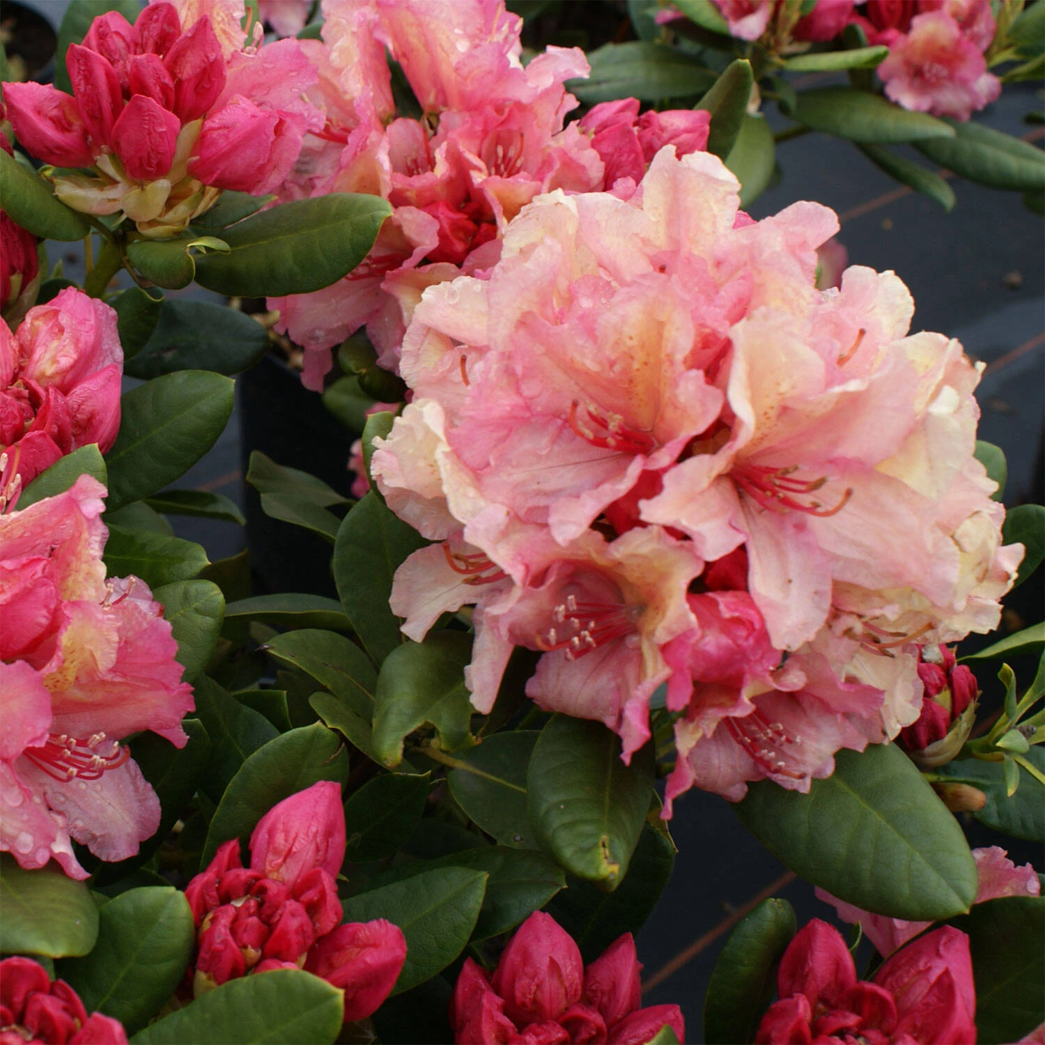 Rhododendron Hybride 'Brasilia' 2 Rhododendron Hybride 'Brasilia' – Bild 2