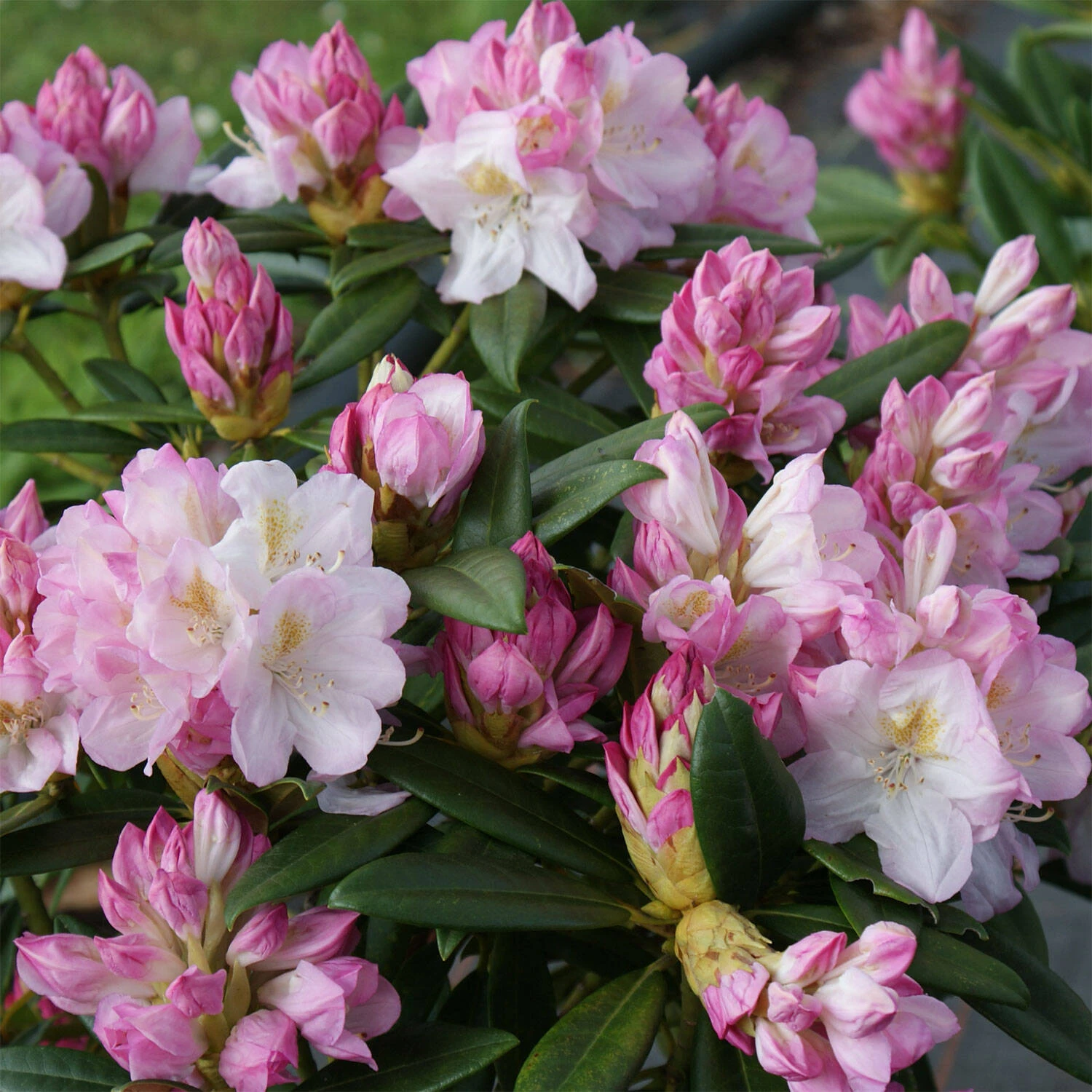 Rhododendron Hybride 'Brigitte' 1 Rhododendron Hybride 'Brigitte'