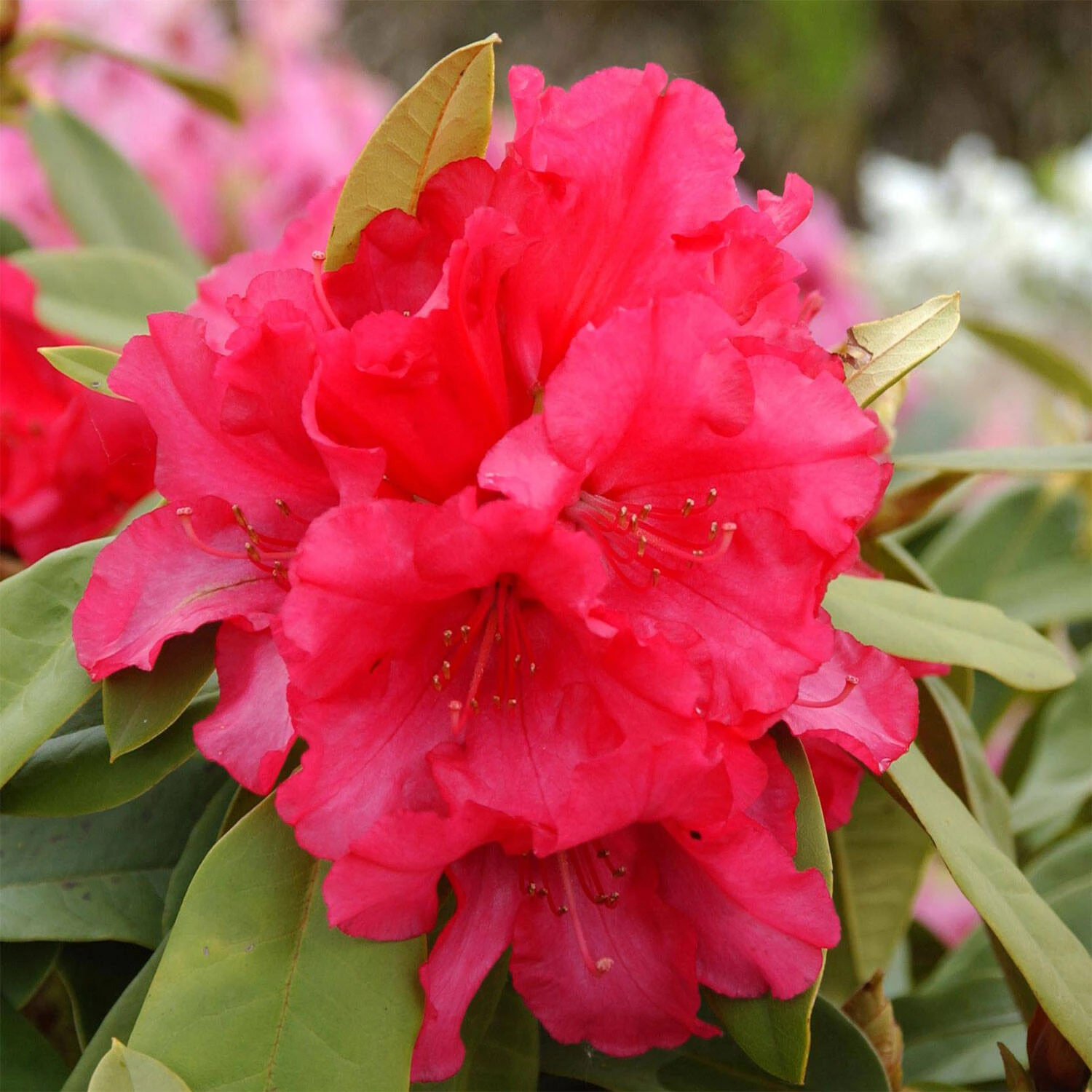 Rhododendron Hybride 'Britannia' 1 Rhododendron Hybride 'Britannia'
