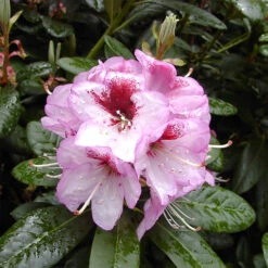Rhododendron Hybride 'Cassata'
