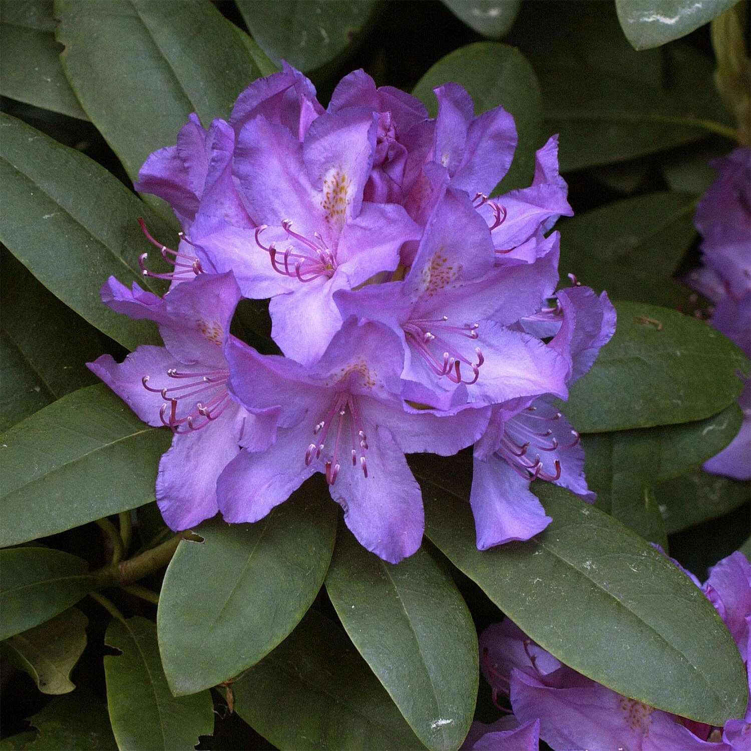 Rhododendron Hybride 'Catawbiense Boursault' 1 Rhododendron Hybride 'Catawbiense Boursault'