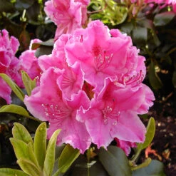 Rhododendron Hybride 'Claudine'