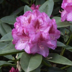 Rhododendron Hybride 'Constanze'