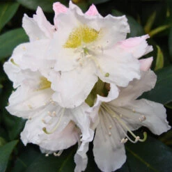 Rhododendron Hybride 'Cunningham's White'
