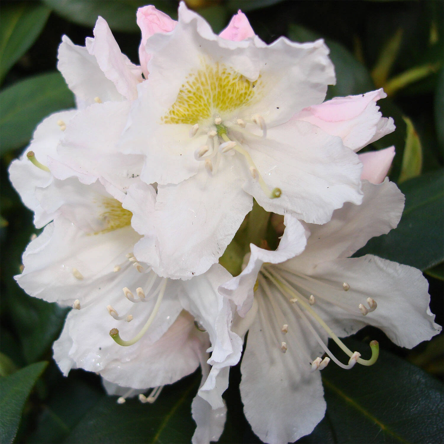 Rhododendron Hybride 'Cunningham's White' 1 Rhododendron Hybride 'Cunningham's White'