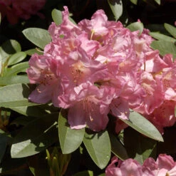 Rhododendron Hybride 'Diana'