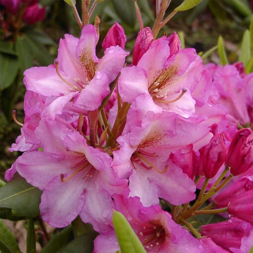 Rhododendron Hybride 'Duke Of York' -Seeds and Fertilizers Geschäft rhododendron hybride duke of york