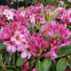 Rhododendron Hybride 'Duke Of York' 5 Rhododendron Hybride 'Duke Of York' -Seeds and Fertilizers Geschäft rhododendron hybride duke of york3