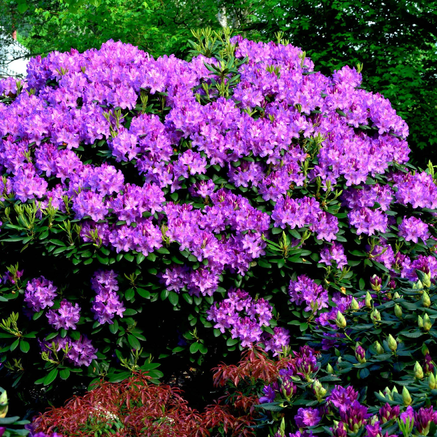 Rhododendron Hybride 'Englisch Roseum' 1 Rhododendron Hybride 'Englisch Roseum'