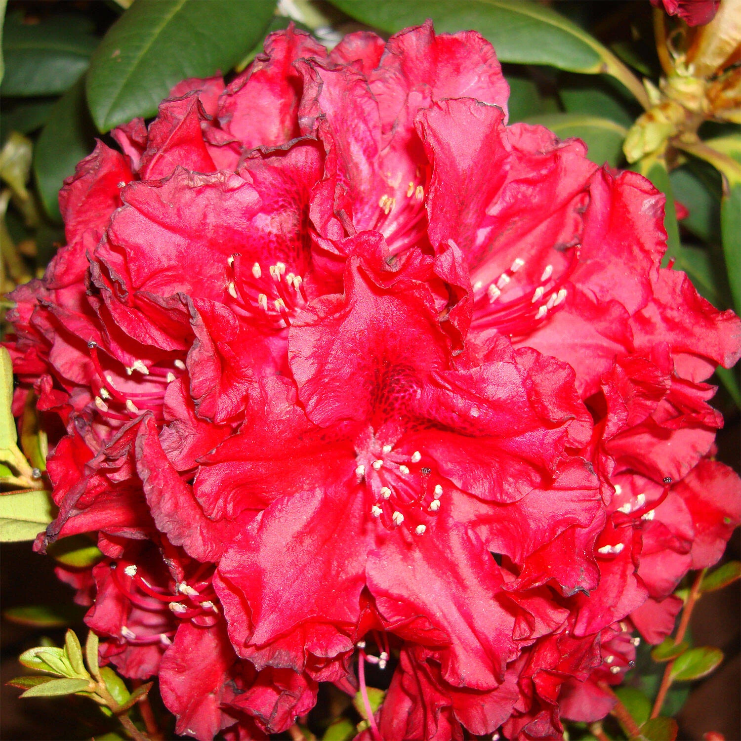 Rhododendron Hybride 'Erato' -S- 1 Rhododendron Hybride 'Erato' -S-