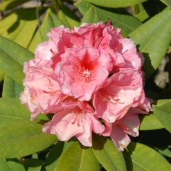 Rhododendron Hybride 'Erika Guyens'