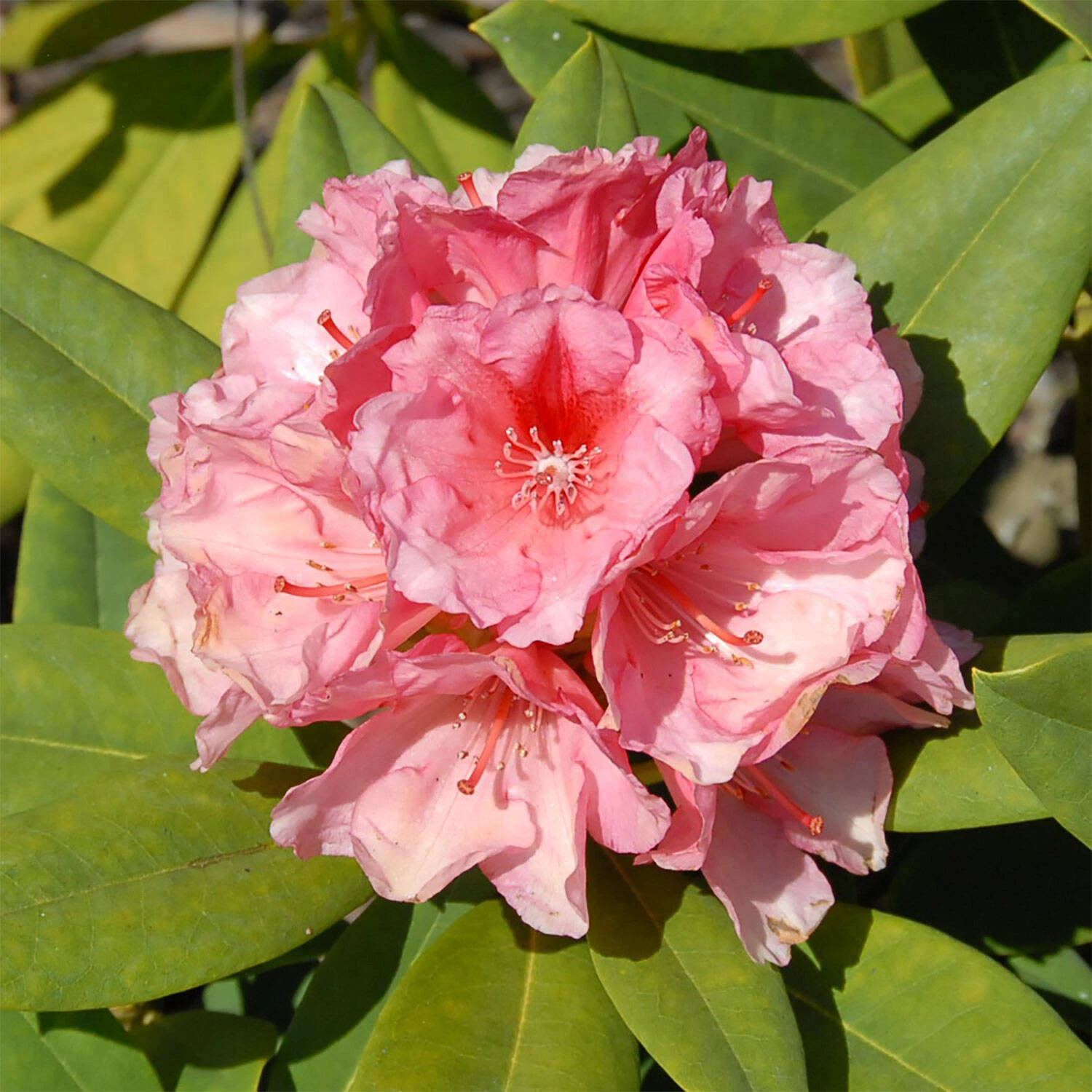 Rhododendron Hybride 'Erika Guyens' 1 Rhododendron Hybride 'Erika Guyens'