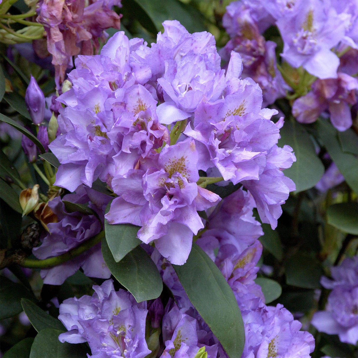 Rhododendron Hybride 'Fastuosum Flore Pleno' 1 Rhododendron Hybride 'Fastuosum Flore Pleno'