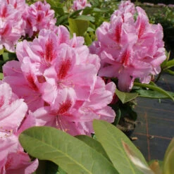 Rhododendron Hybride 'Furnivall's Daughter'