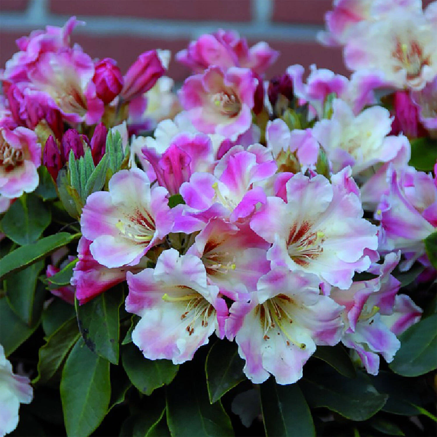 Rhododendron Hybride 'Gerstenkorn' 1 Rhododendron Hybride 'Gerstenkorn'