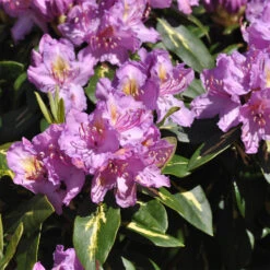 Rhododendron Hybride 'Goldflimmer'