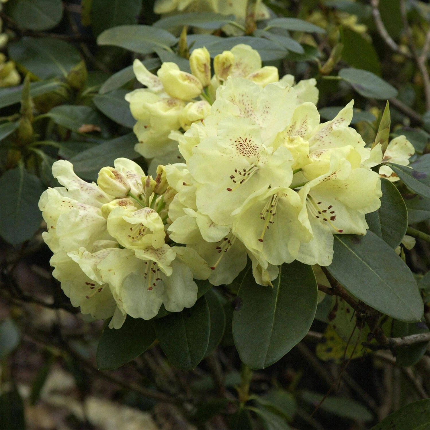 Rhododendron Hybride 'Goldkrone' 1 Rhododendron Hybride 'Goldkrone'