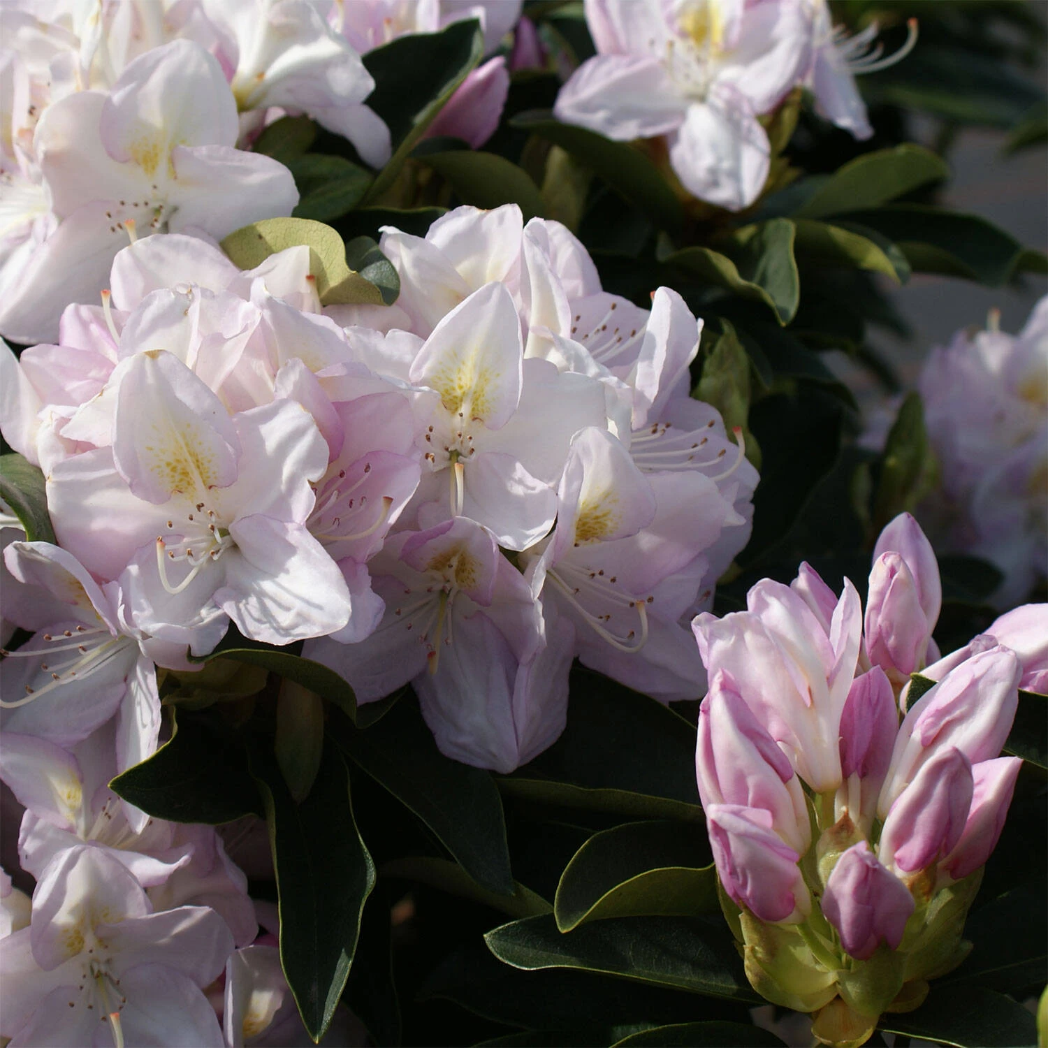 Rhododendron Hybride 'Gomer Waterer' 1 Rhododendron Hybride 'Gomer Waterer'