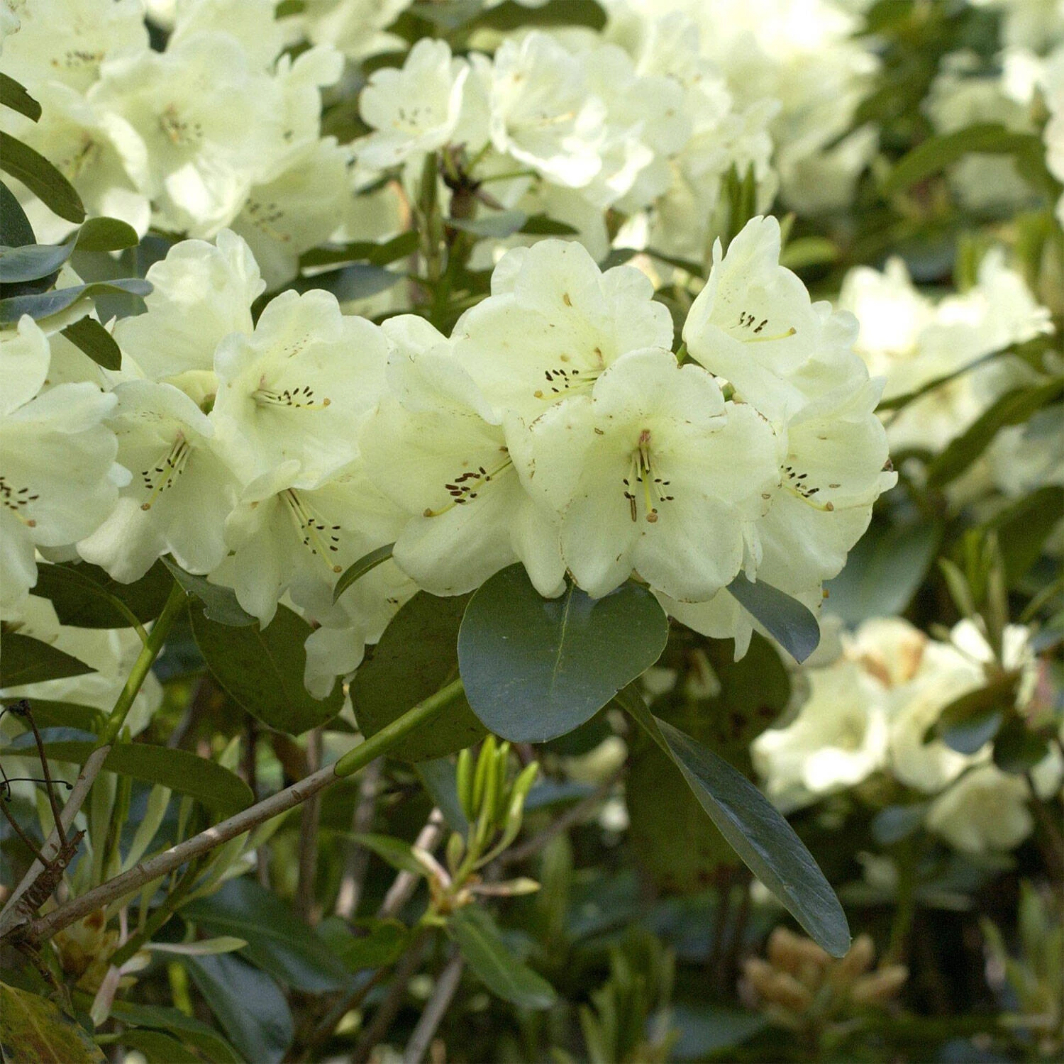 Rhododendron Hybride 'Graf Lennart' 1 Rhododendron Hybride 'Graf Lennart'