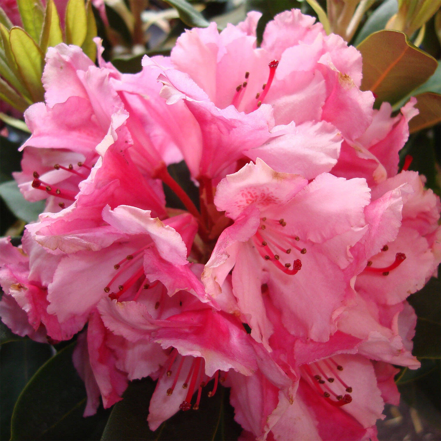 Rhododendron Hybride 'Guyens's Fasching' 1 Rhododendron Hybride 'Guyens's Fasching'