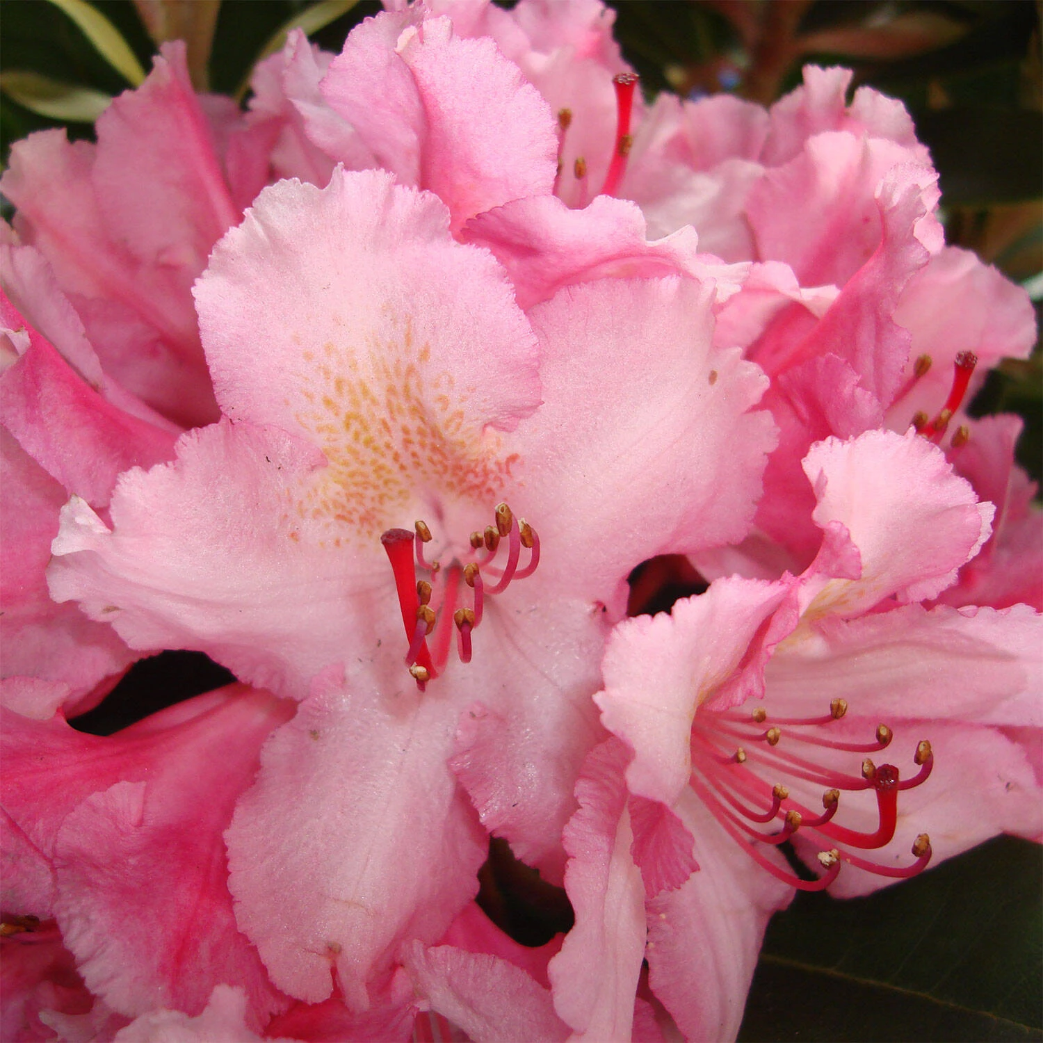 Rhododendron Hybride 'Guyens's Fasching' 2 Rhododendron Hybride 'Guyens's Fasching' – Bild 2
