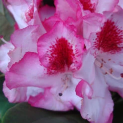 Rhododendron Hybride 'Hachmann's Charmant' -S-