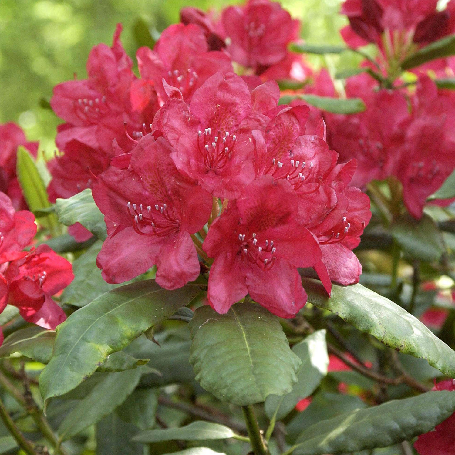 Rhododendron Hybride 'Hachmann's Feuerschein' -S- 1 Rhododendron Hybride 'Hachmann's Feuerschein' -S-