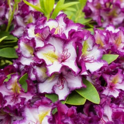 Rhododendron Hybride Happydendron® Pushy Purple® 6 Rhododendron Hybride Happydendron® Pushy Purple® -Seeds and Fertilizers Geschäft rhododendron hybride happydendron pushy purple3