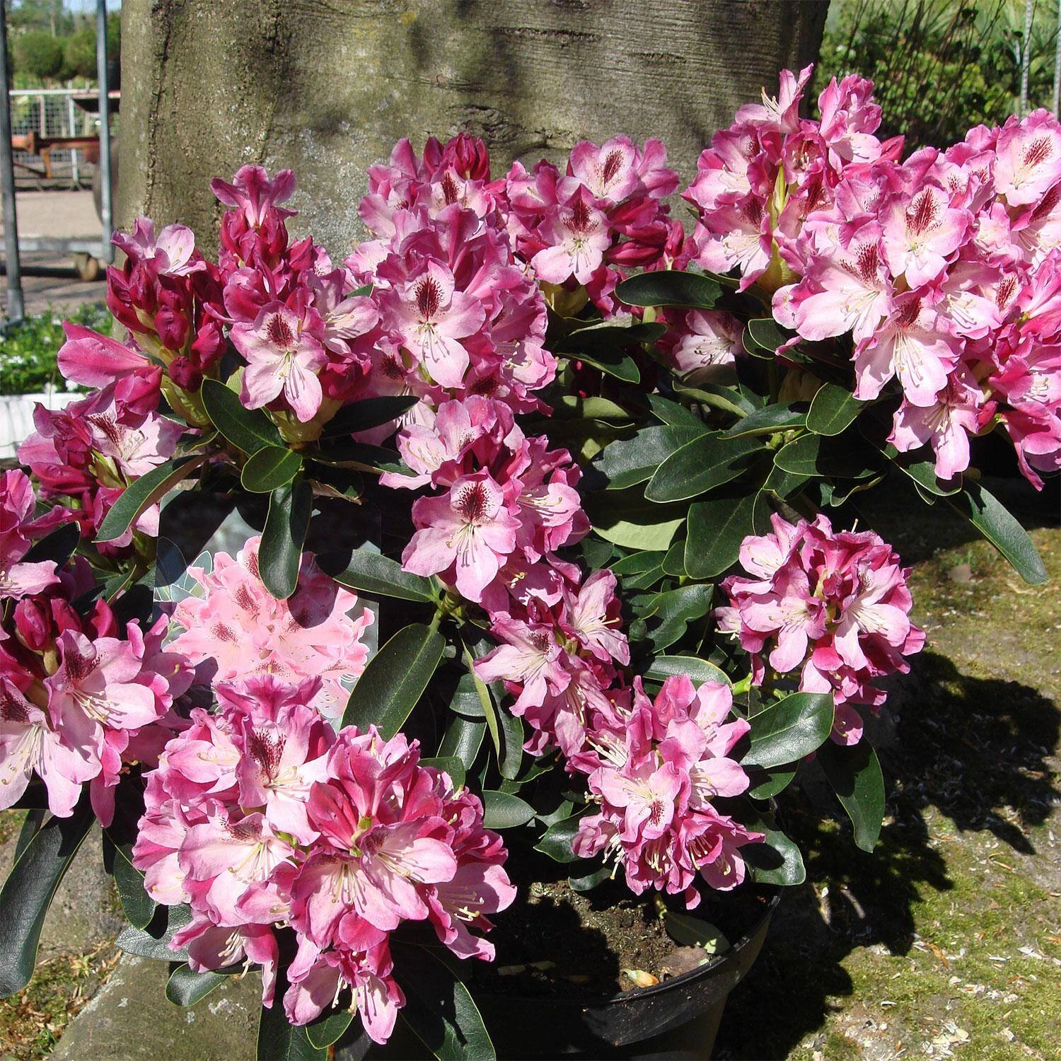 Rhododendron Hybride 'Helen Martin' 1 Rhododendron Hybride 'Helen Martin'