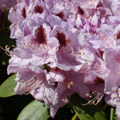 Rhododendron Hybride 'Humboldt'
