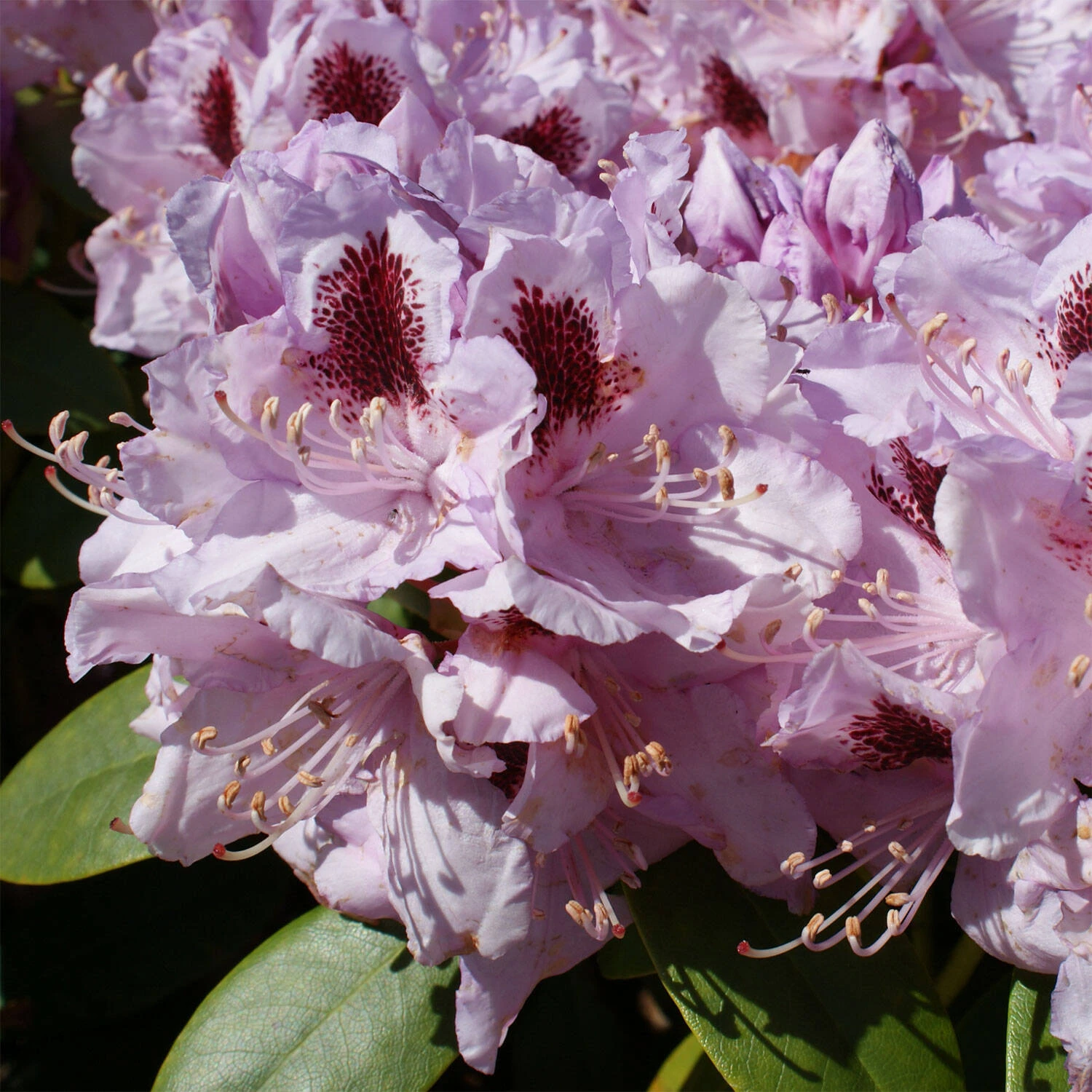 Rhododendron Hybride 'Humboldt' 1 Rhododendron Hybride 'Humboldt'