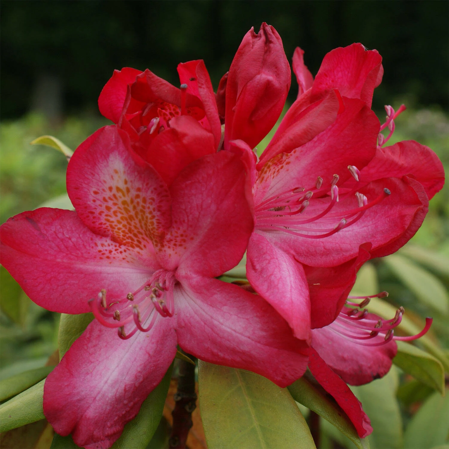 Rhododendron Hybride 'Junifeuer' 1 Rhododendron Hybride 'Junifeuer'