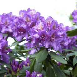Rhododendron Hybride 'Lee's Dark Purple'