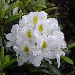 Rhododendron Hybride 'Madame Masson'